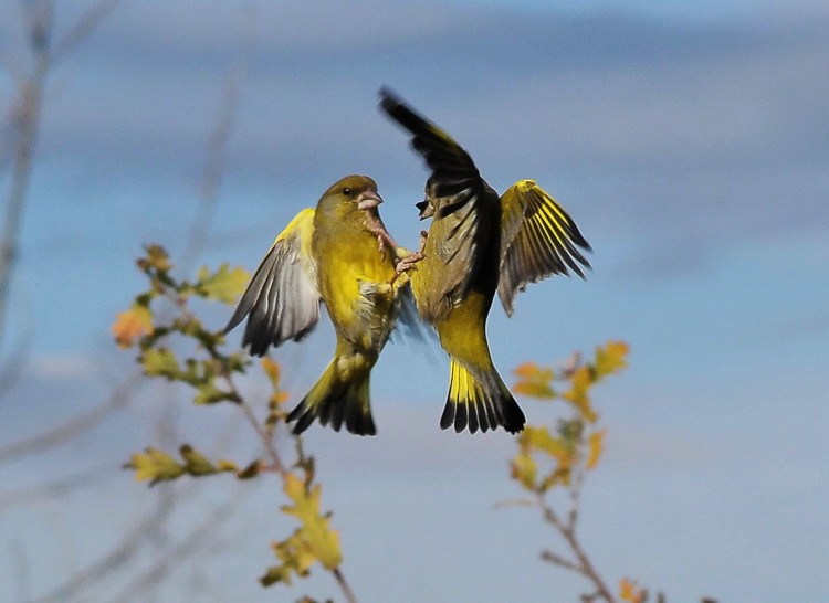 Carrellata di Verdoni - Carduelis chloris